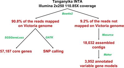 From tetraploid to diploid, a pangenomic approach to identify genes lost during synthetic diploidization of Eragrostis curvula